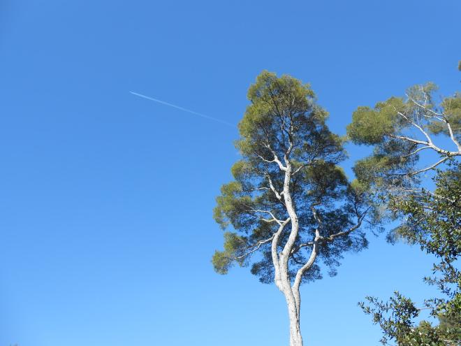 A tree