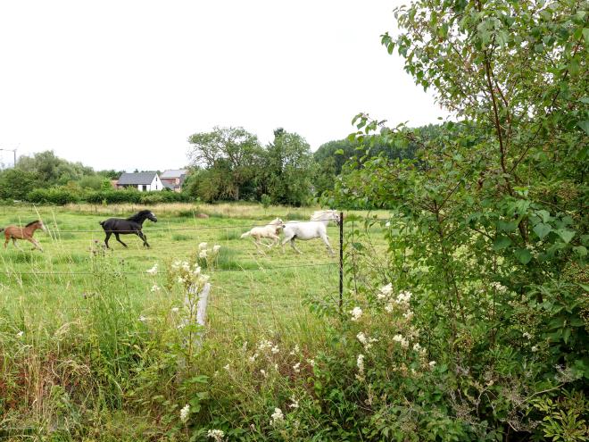 Horses