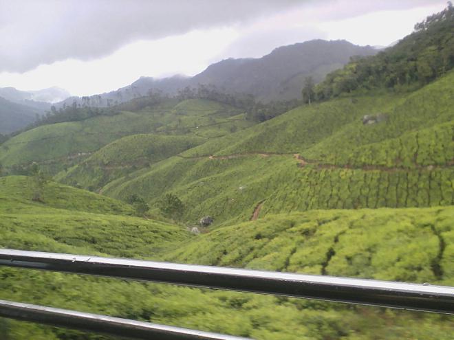 Tea fields of Munnar