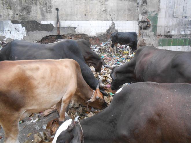 Cows eating trash