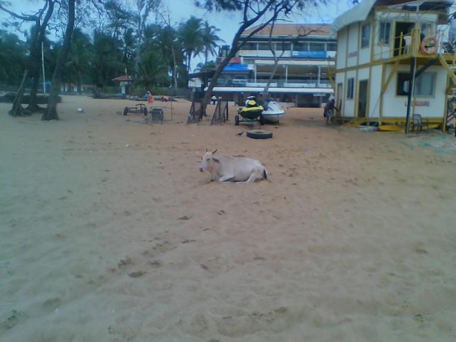 Cow on the beach