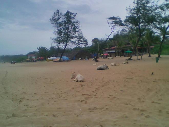 Many cows on the beach